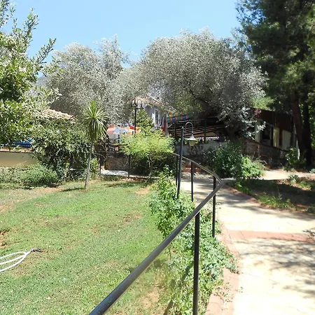 Olive Groove Vila