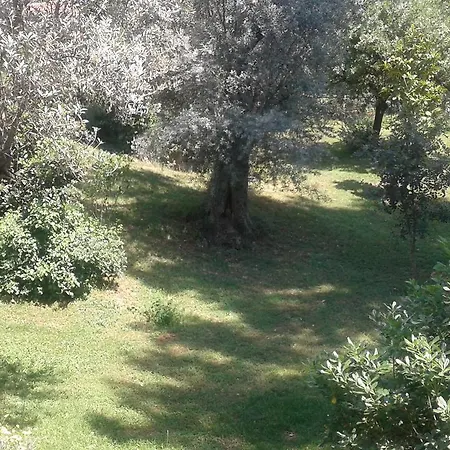 Olive Groove Олудениз